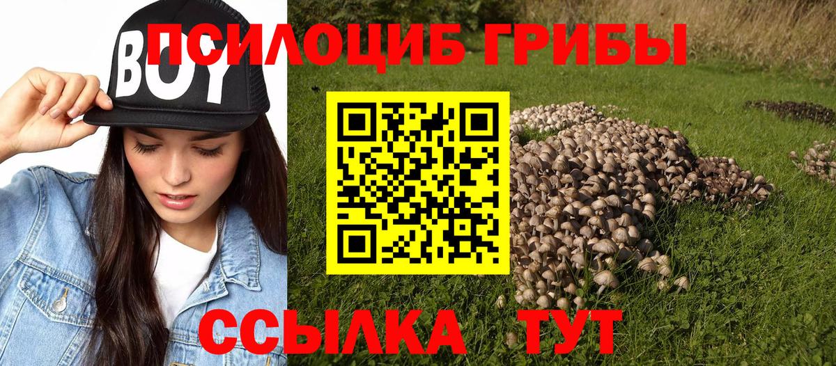 Псилоцибиновые грибы Psilocybine cubensis Гай